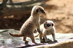 Meerkats.png